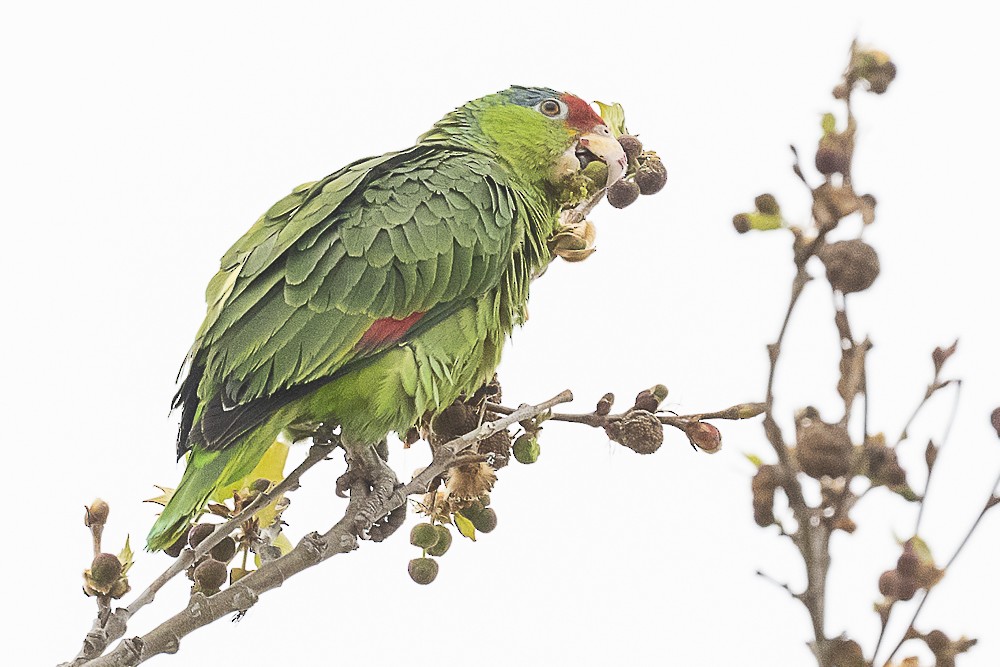 Lilac-crowned Parrot - ML555259471
