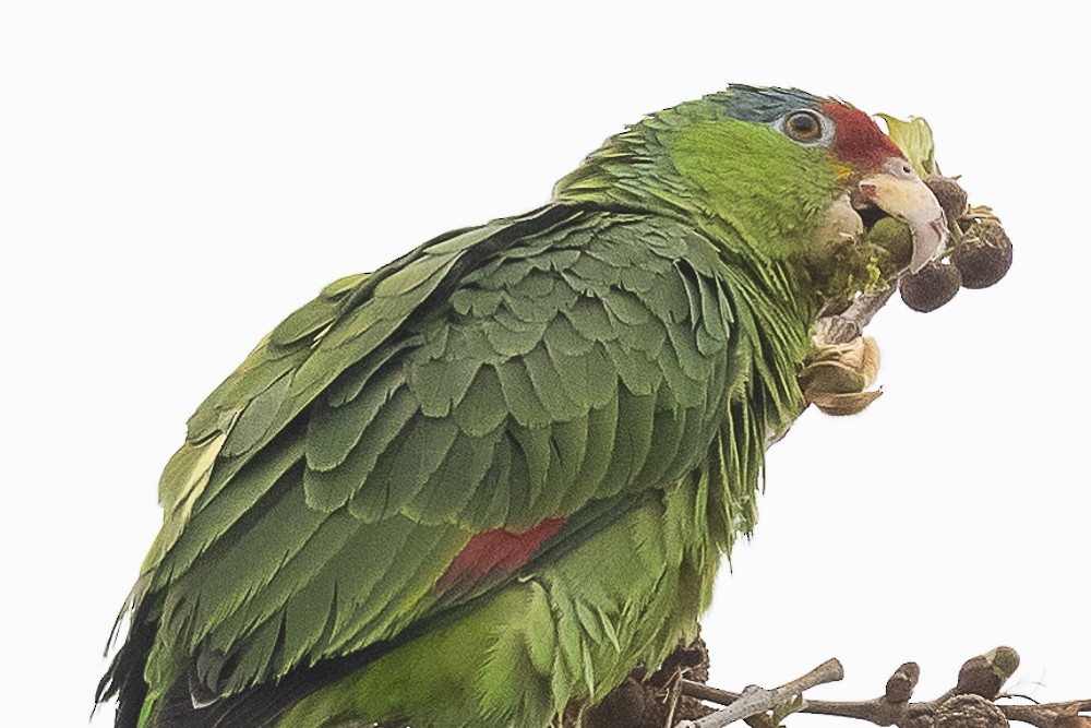 Lilac-crowned Parrot - ML555259481