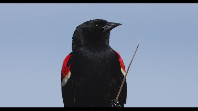 Red-winged Blackbird (Red-winged) - ML555268561