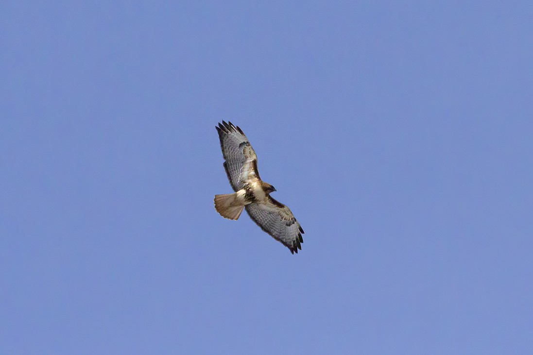 Red-tailed Hawk - ML555270361