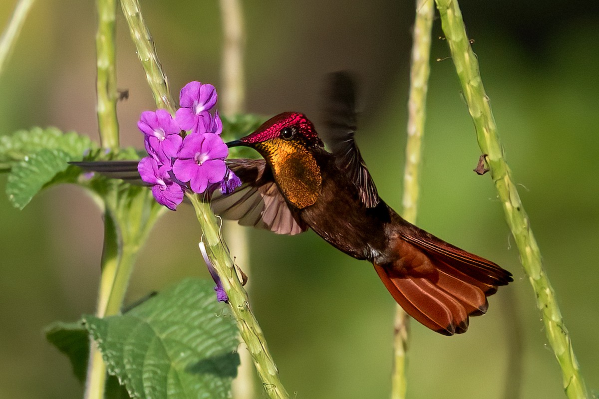 Ruby-topaz Hummingbird - Ankur Khurana