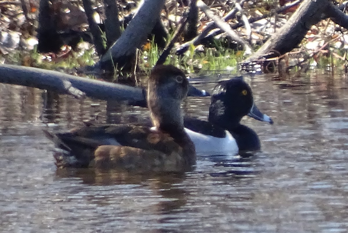 Ring-necked Duck - ML55527131