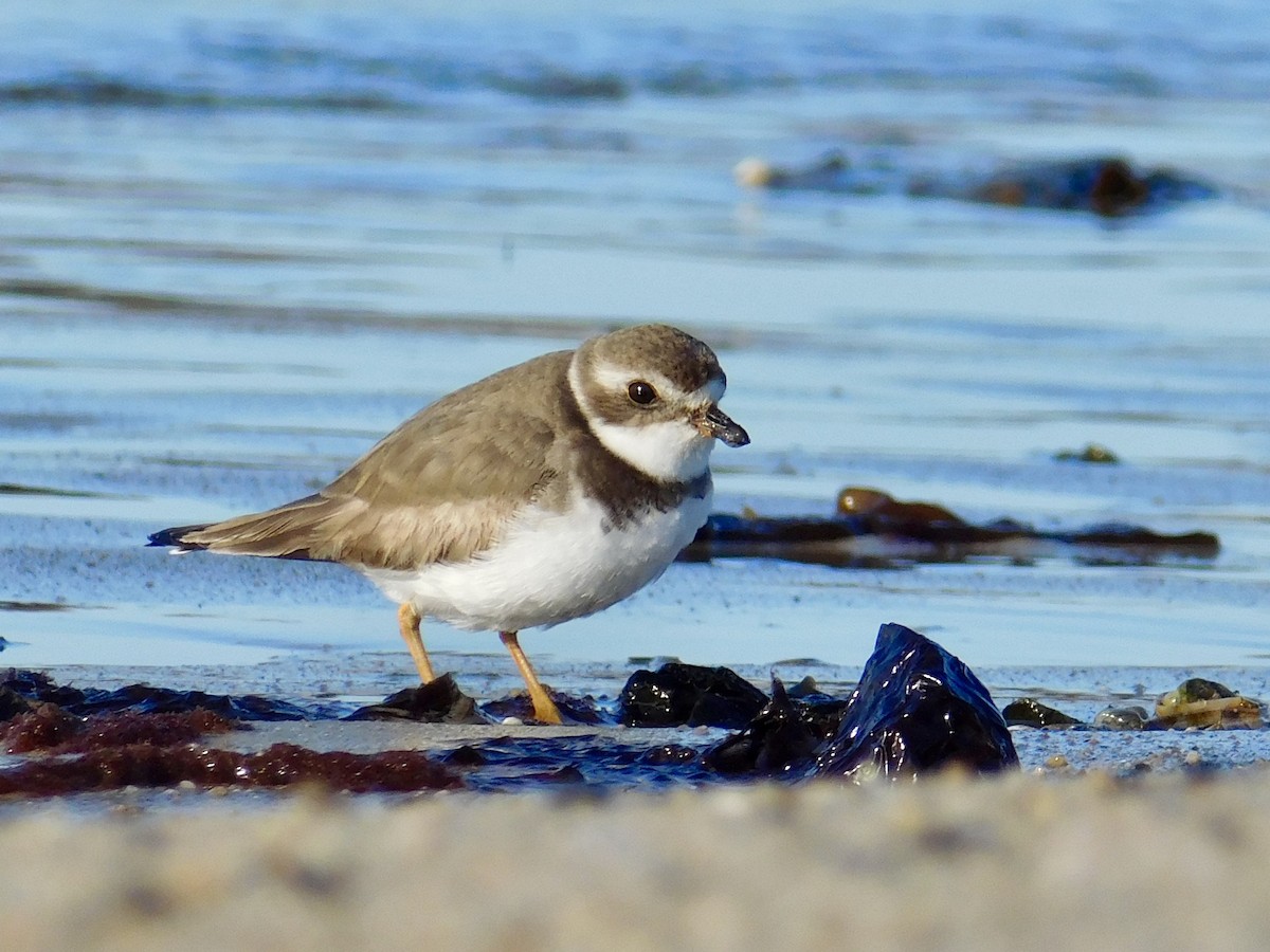 Semipalmated Plover - ML555272331