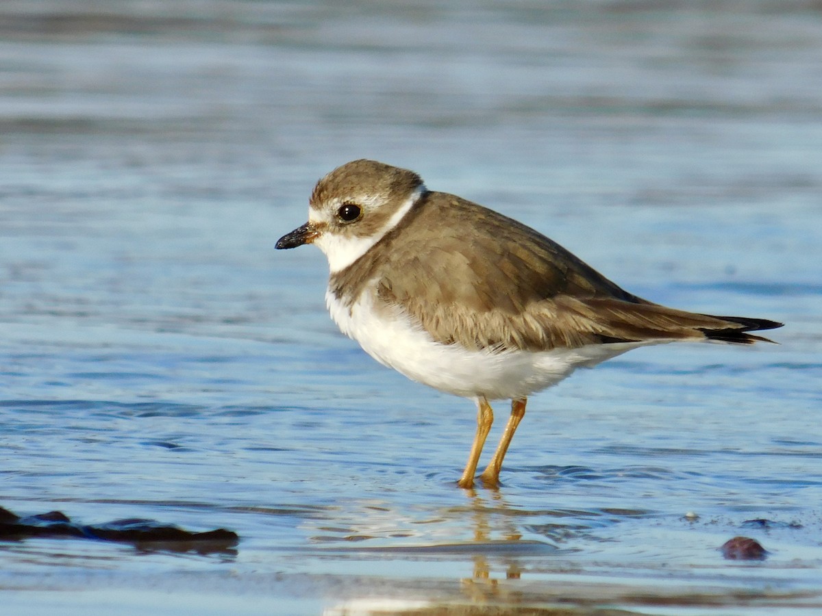Semipalmated Plover - ML555272341