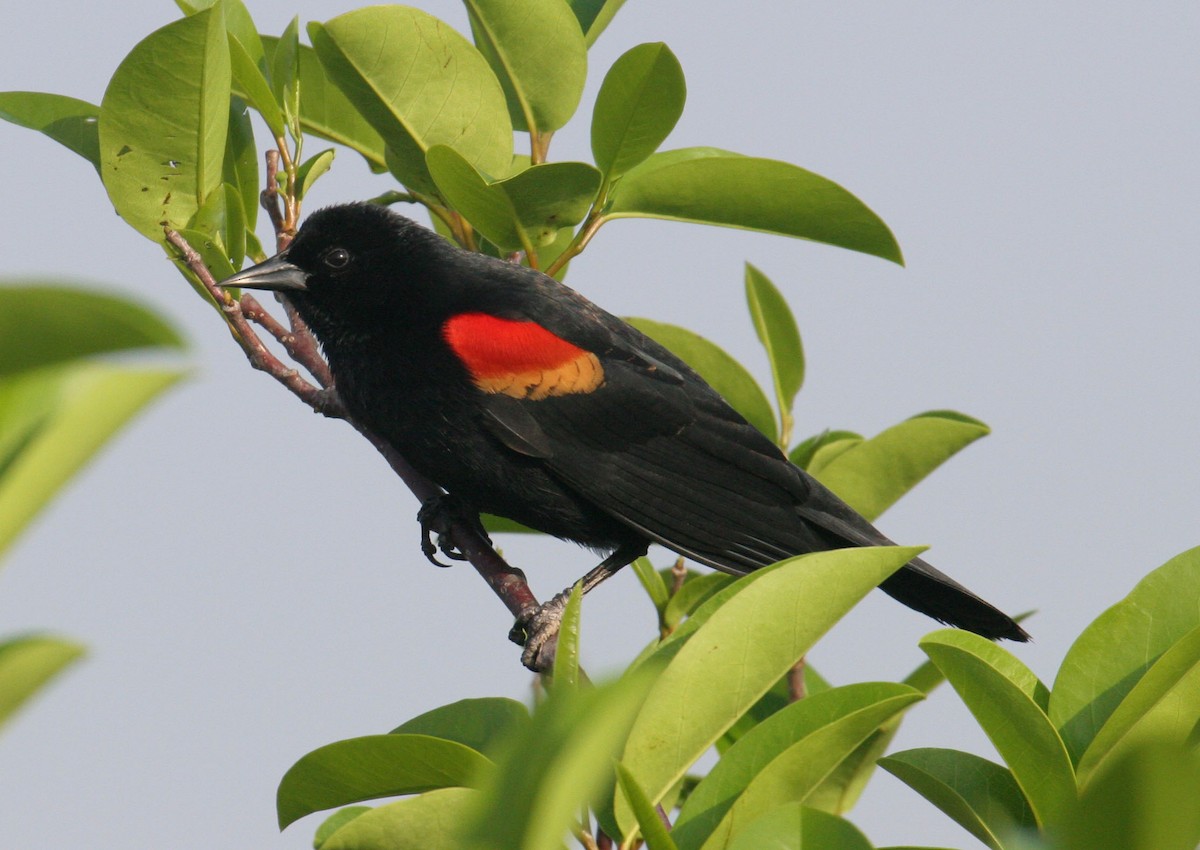 Red-winged Blackbird - Robert Foppe
