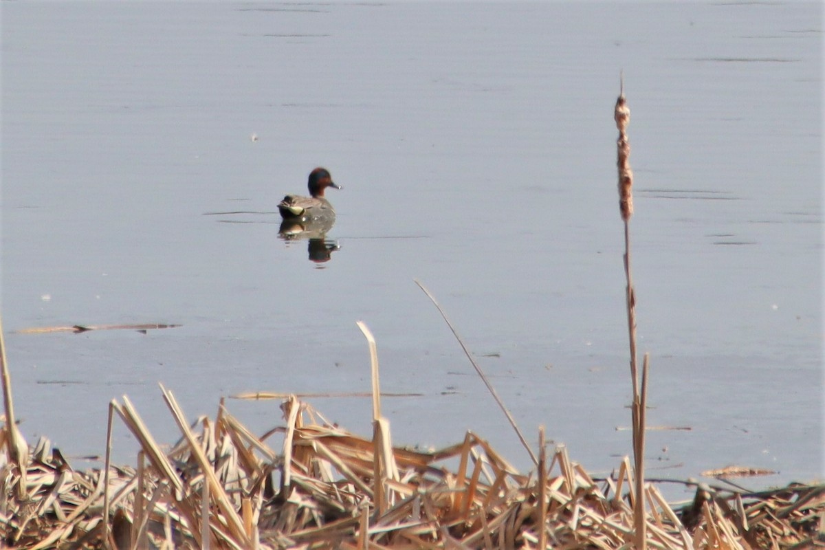 Green-winged Teal - ML555279731