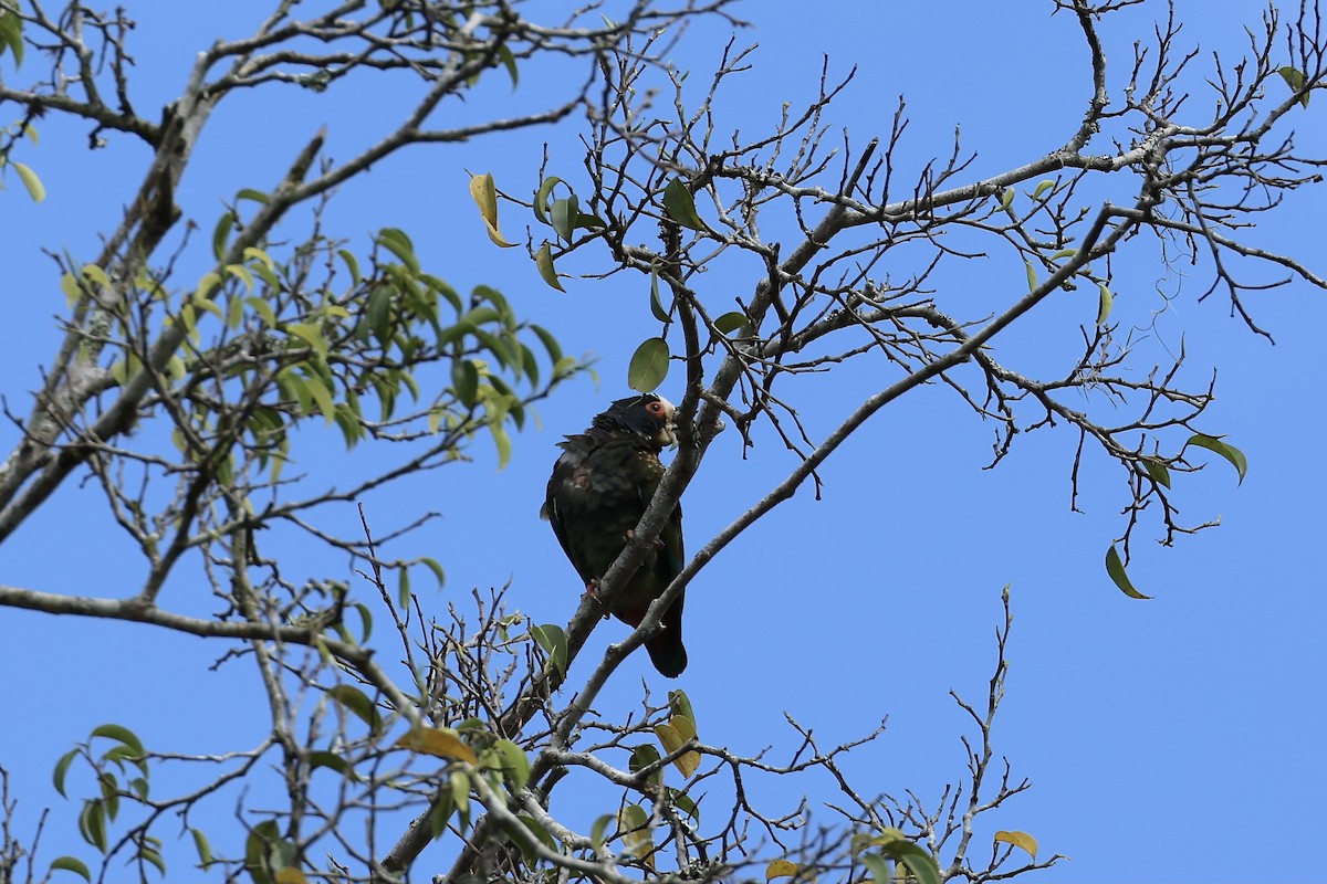 White-crowned Parrot - ML555280851