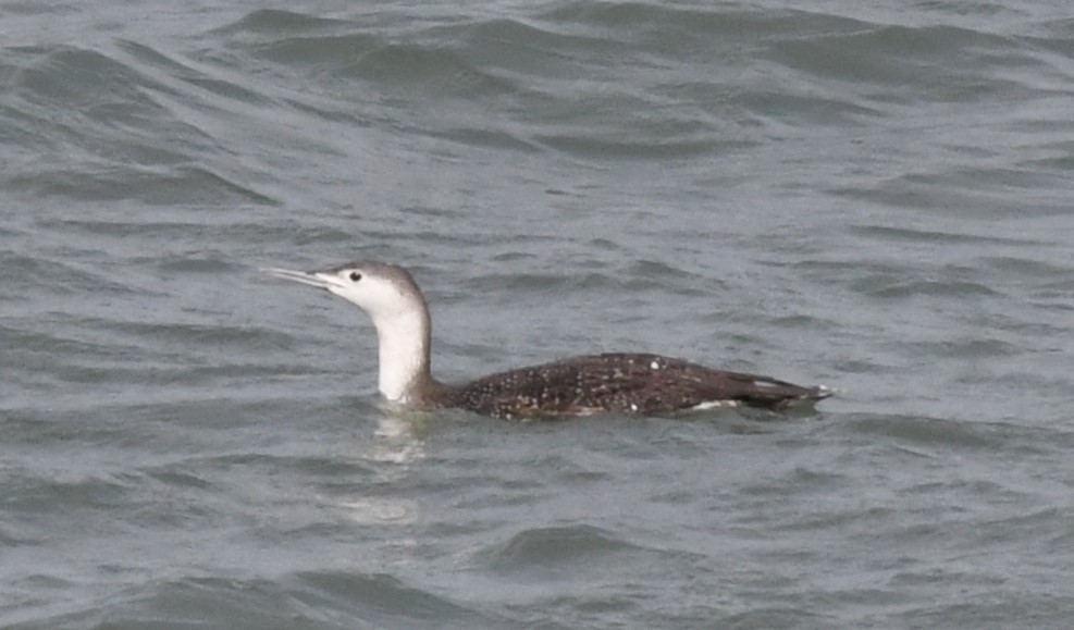 Red-throated Loon - ML555284291
