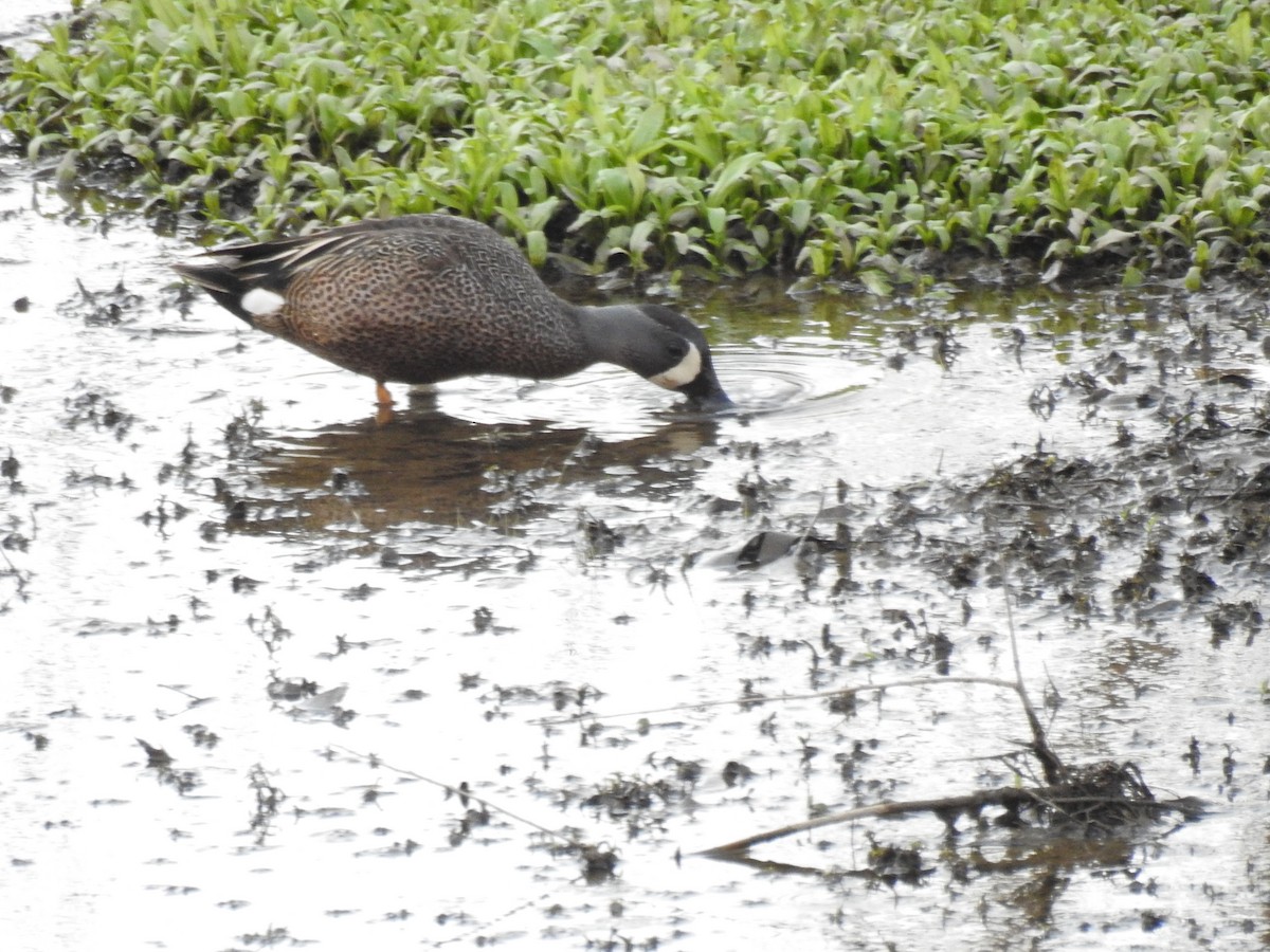 Blue-winged Teal - ML555284821