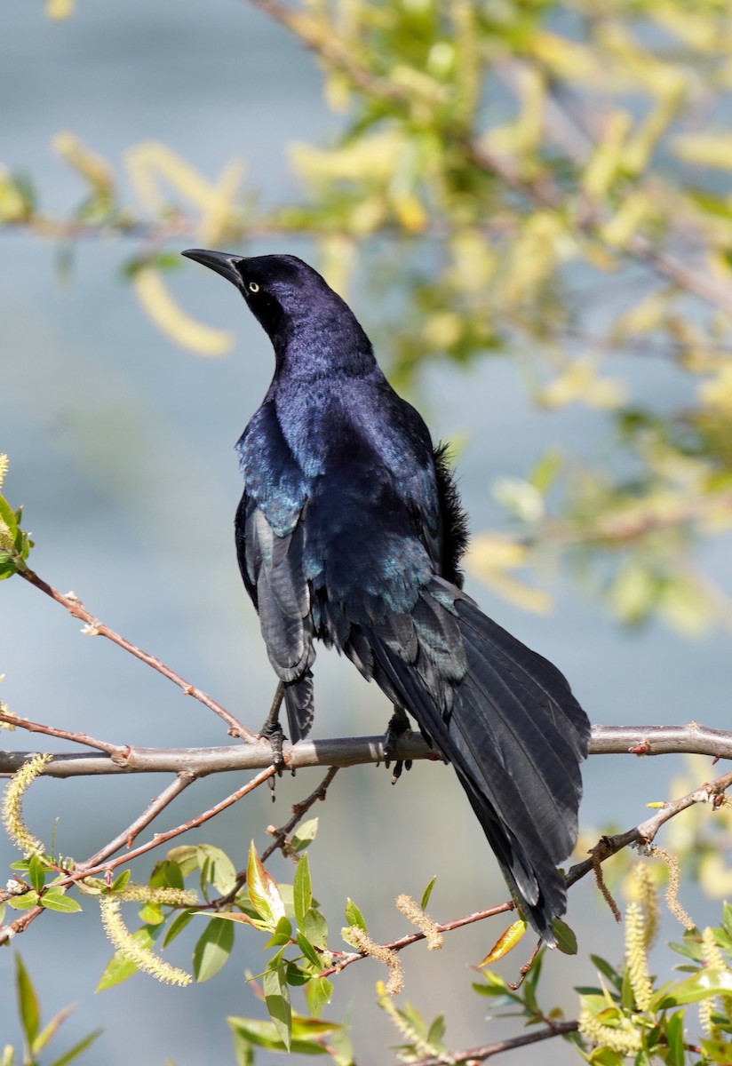 Great-tailed Grackle - ML555285711