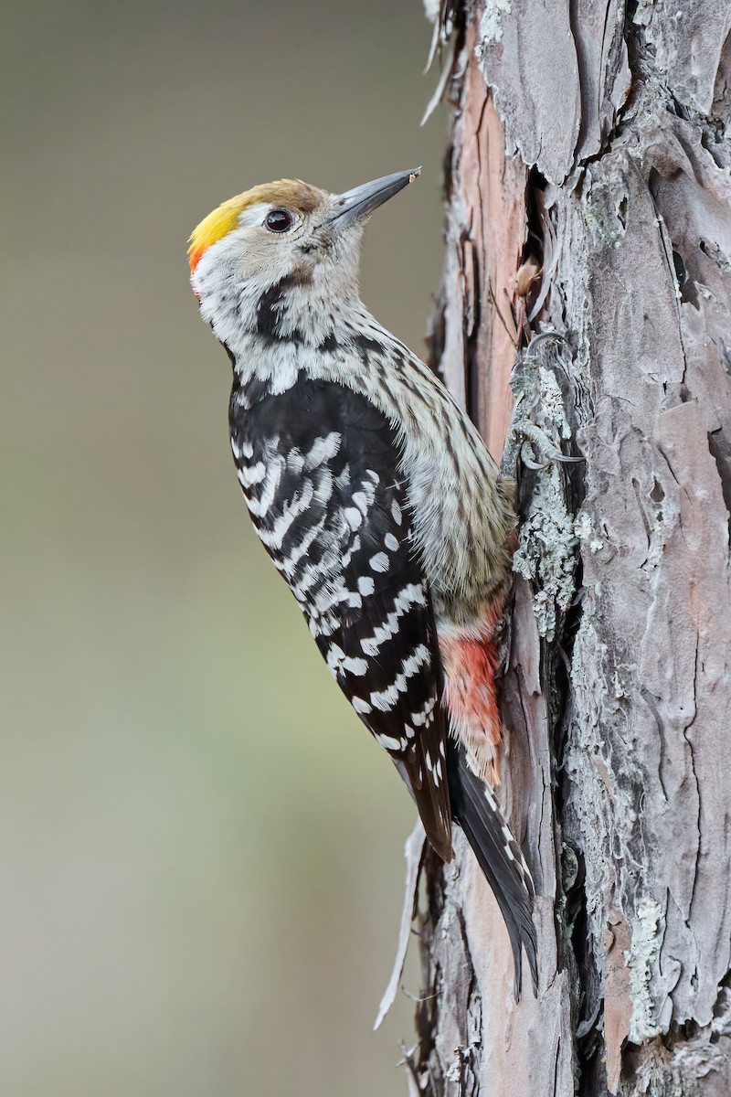 Brown-fronted Woodpecker - ML555289221