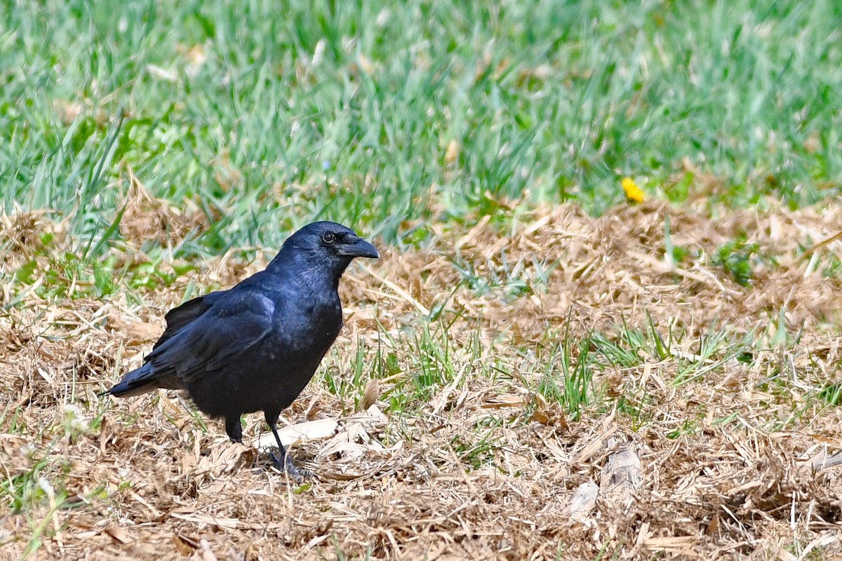 Corvus sp. (crow sp.) - ML555292801