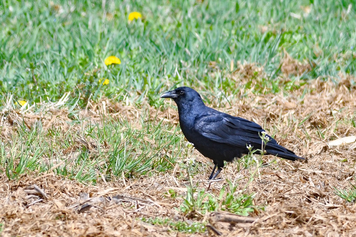 Corvus sp. (crow sp.) - ML555292811