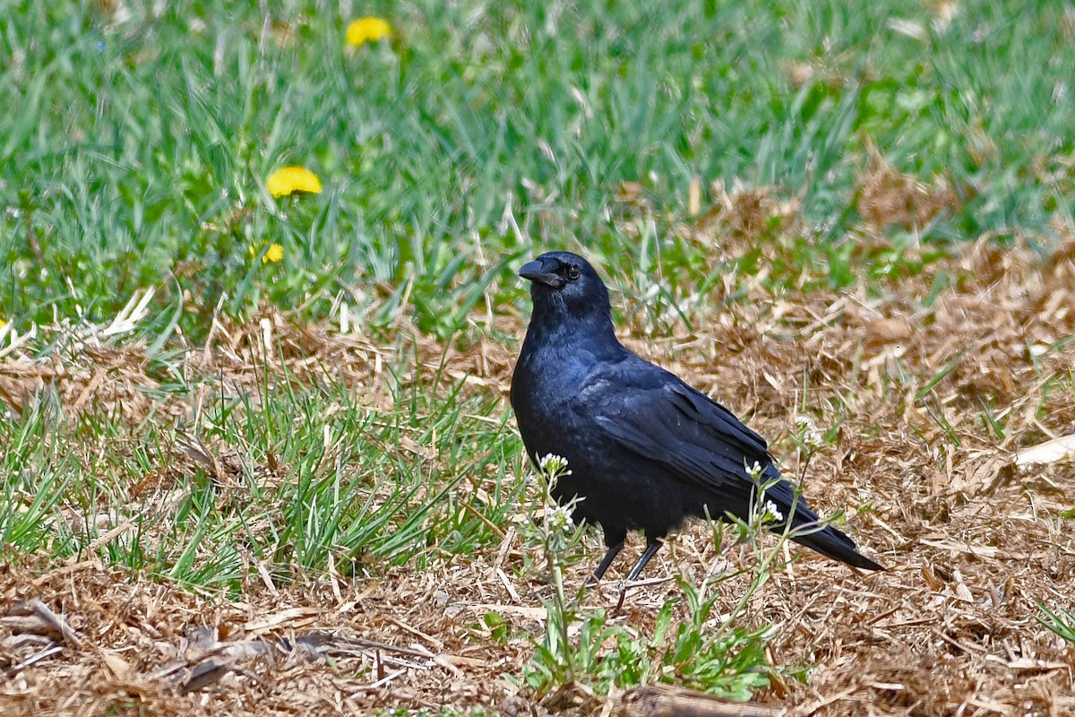Corvus sp. (crow sp.) - ML555292821