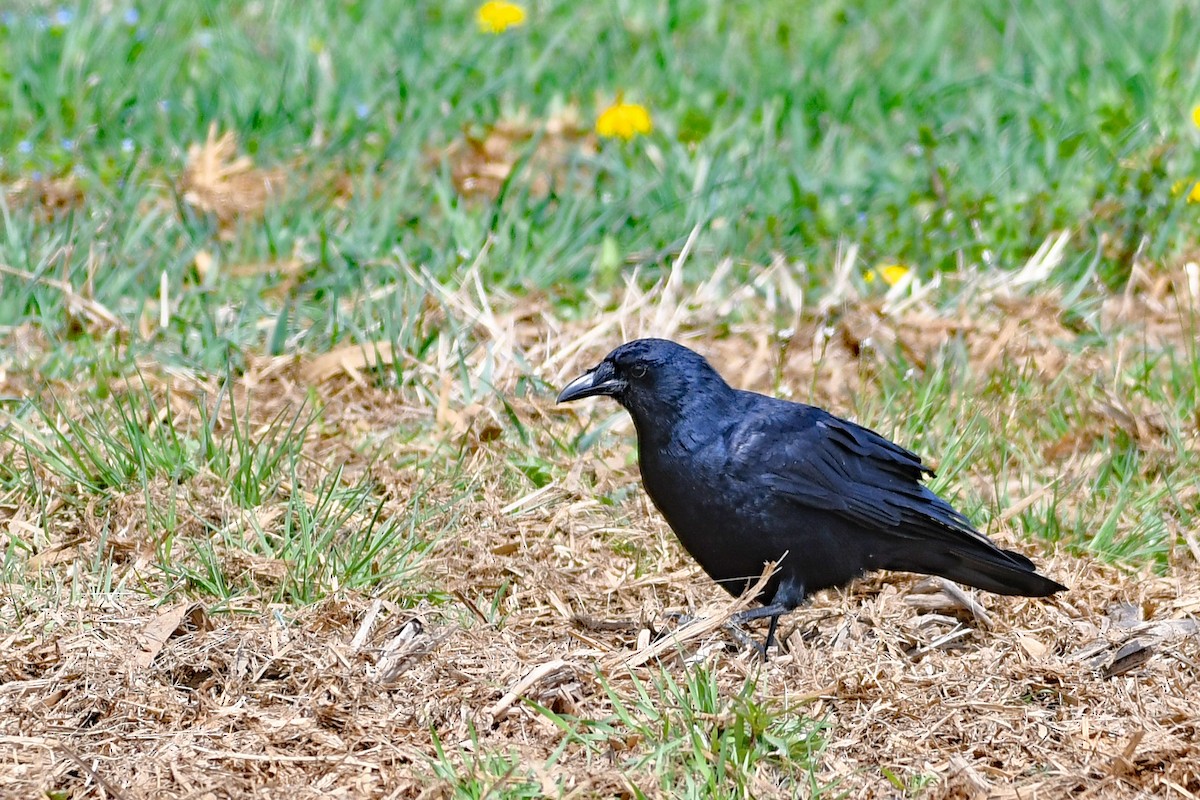 Corvus sp. (crow sp.) - ML555292841