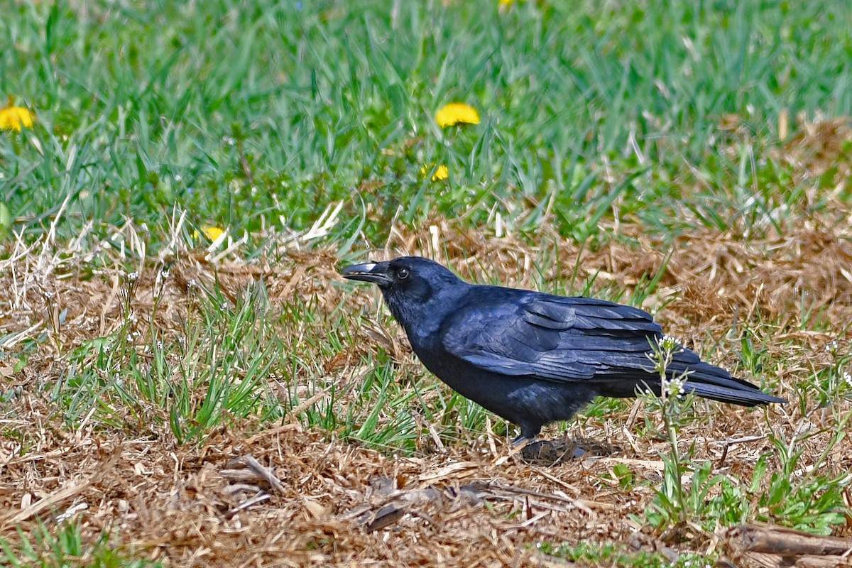 Corvus sp. (crow sp.) - ML555292851