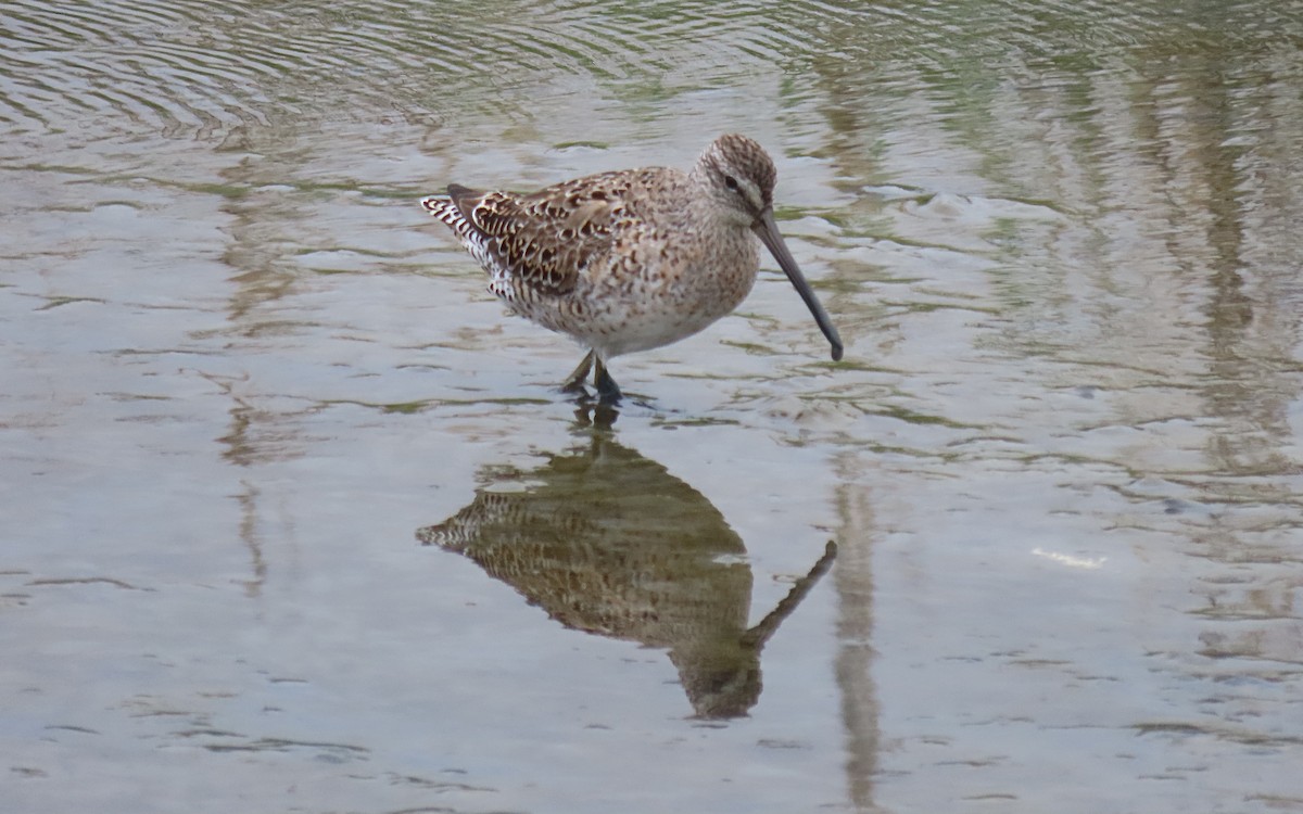 Long-billed Dowitcher - ML555296441