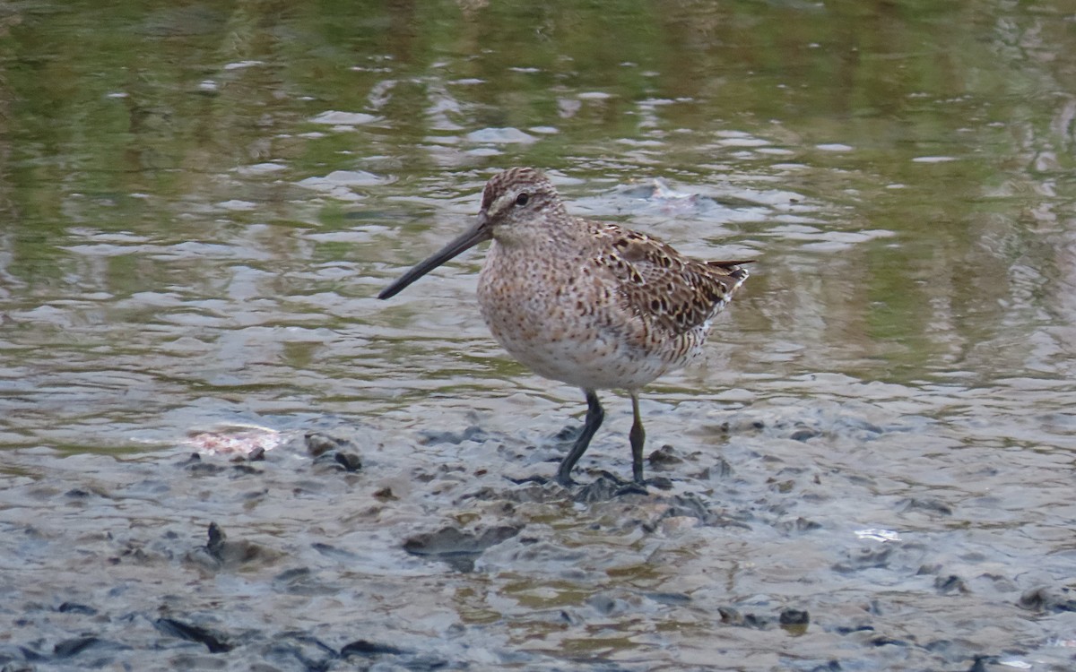 Long-billed Dowitcher - ML555296571