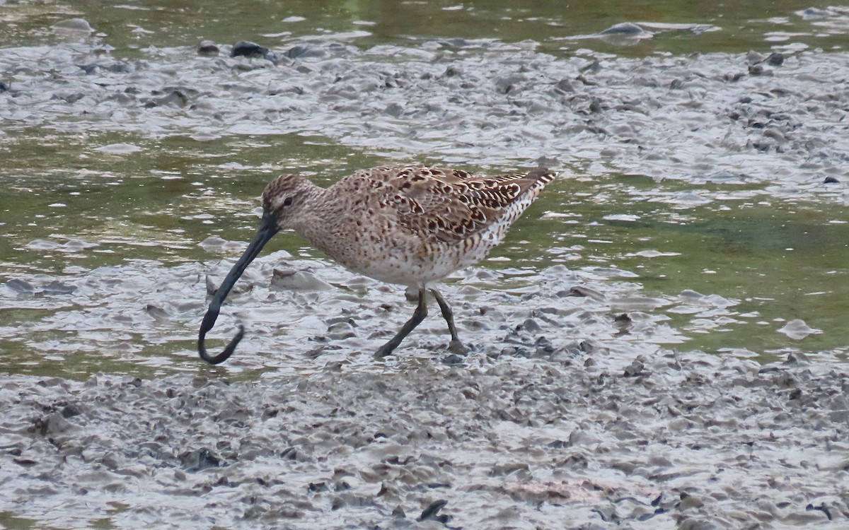 Long-billed Dowitcher - ML555296631