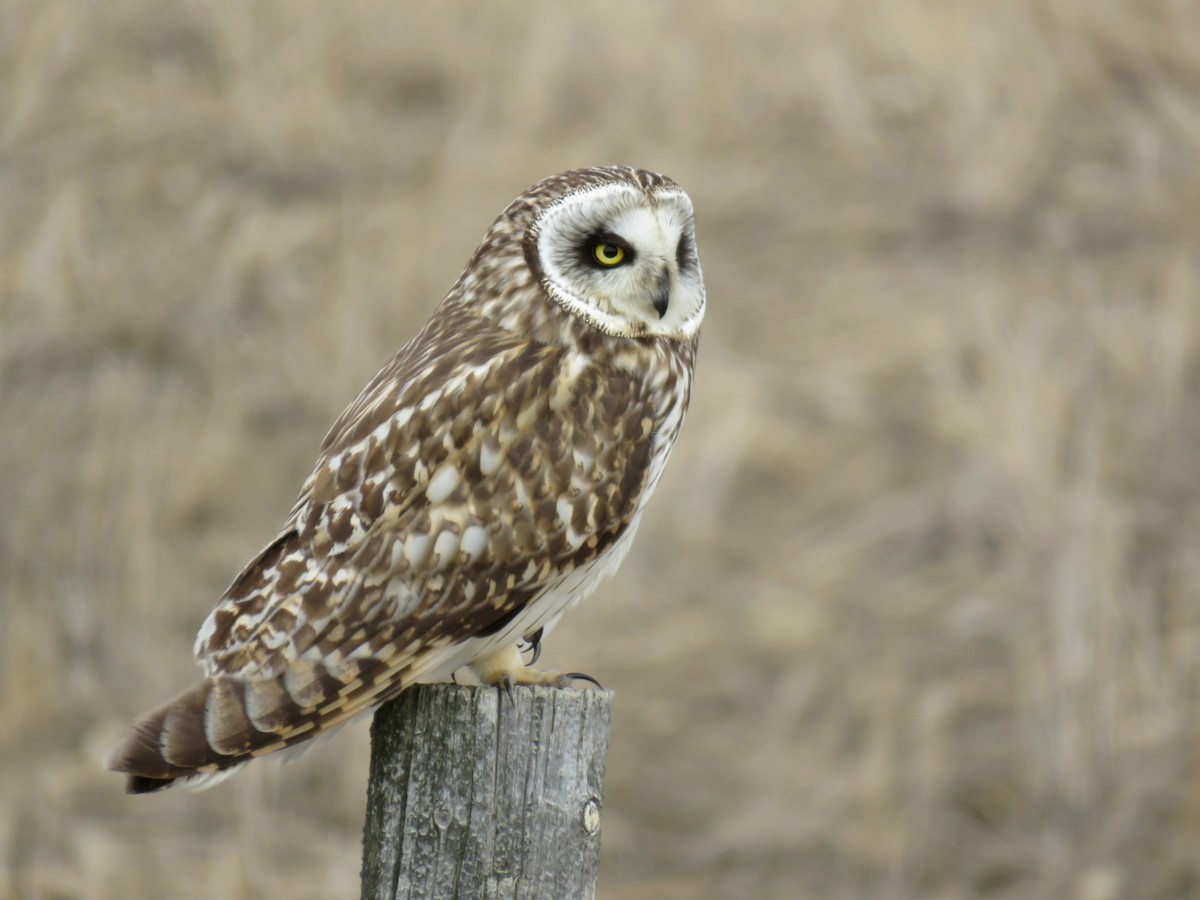 Short-eared Owl - David Scott