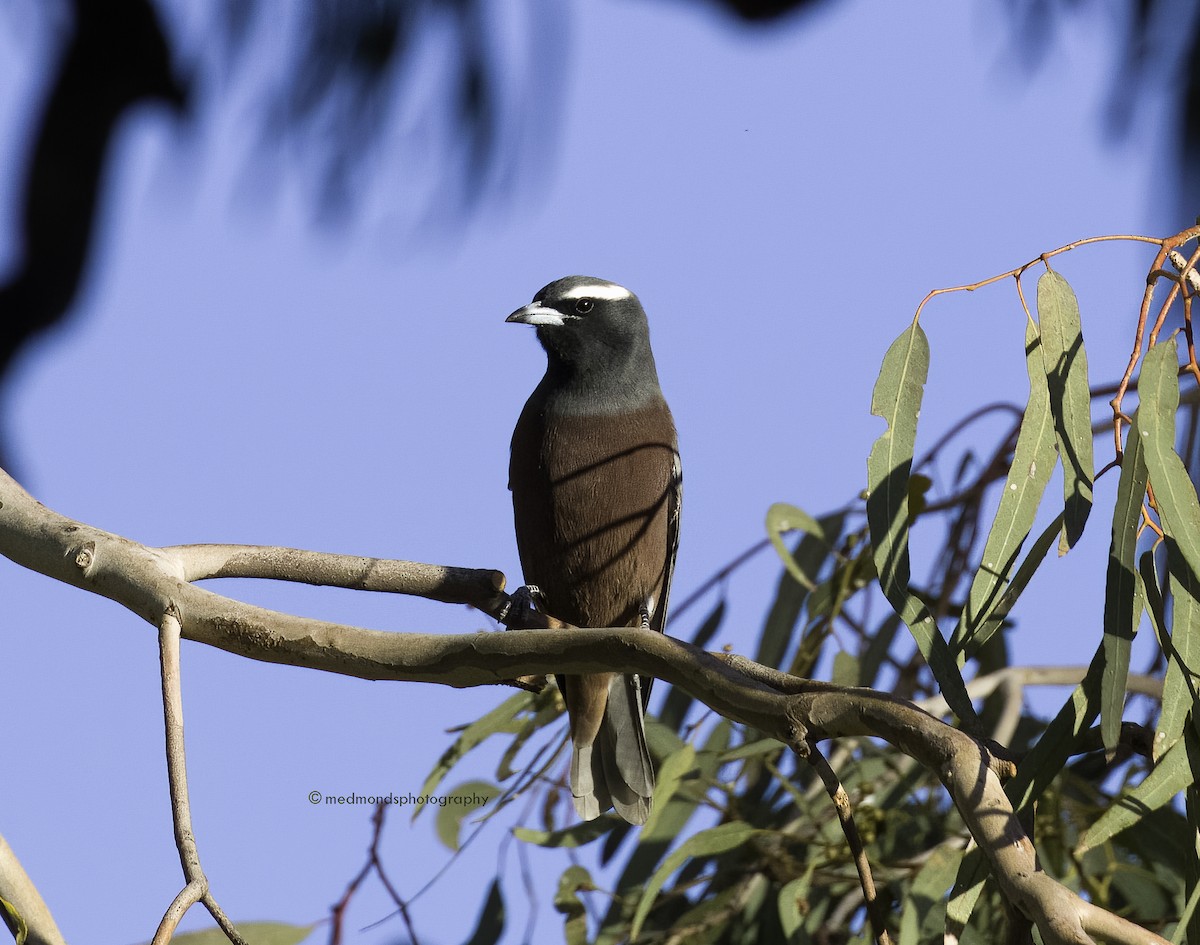 White-browed Woodswallow - ML555302081