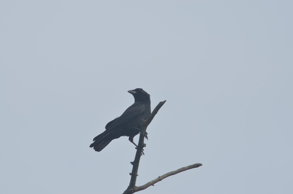 American Crow - ML555311521