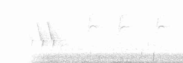 Bewick Çıtkuşu - ML555312201
