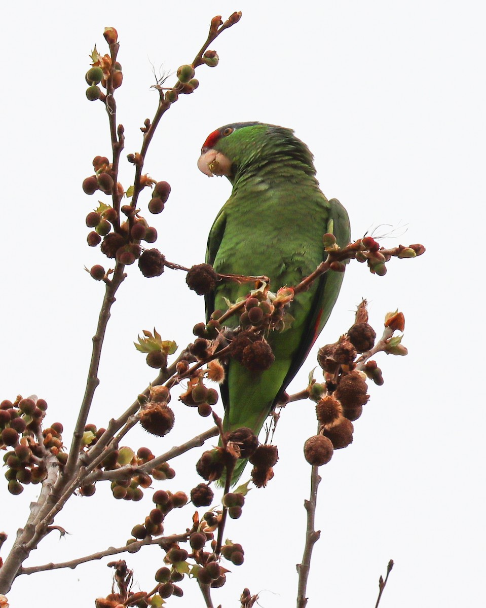 Lilac-crowned Parrot - ML555312231