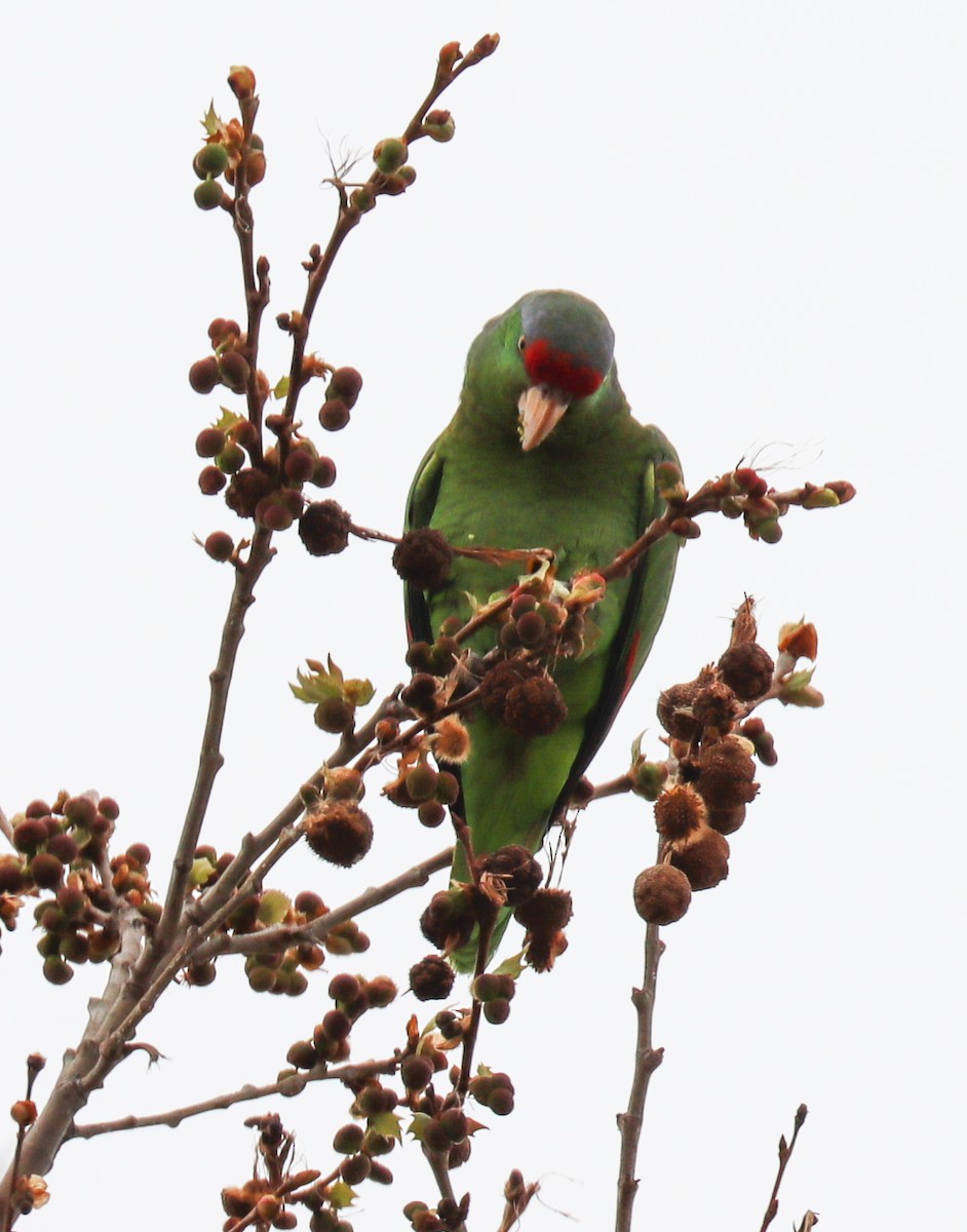 Lilac-crowned Parrot - ML555312241