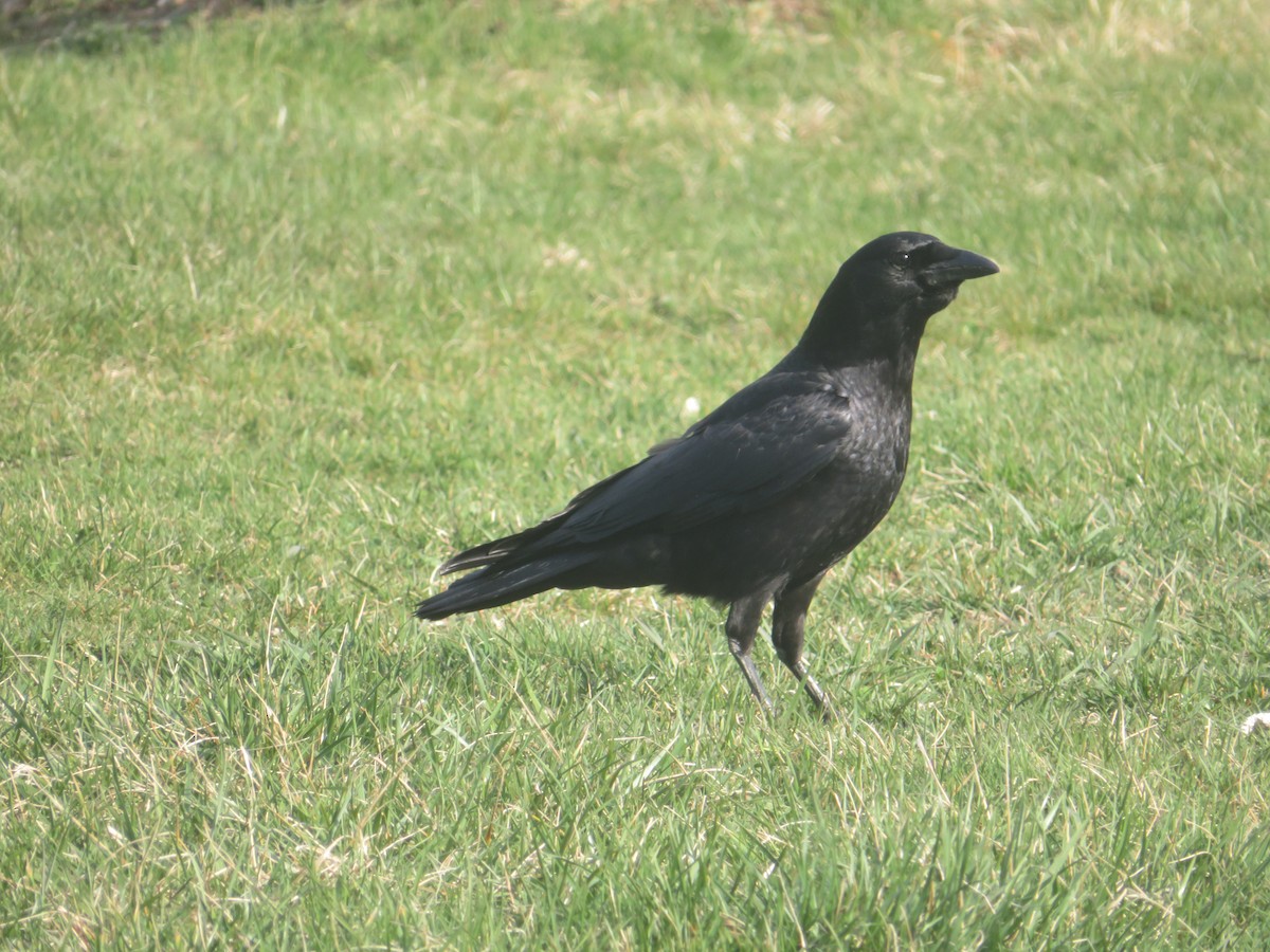 American Crow - ML555312301