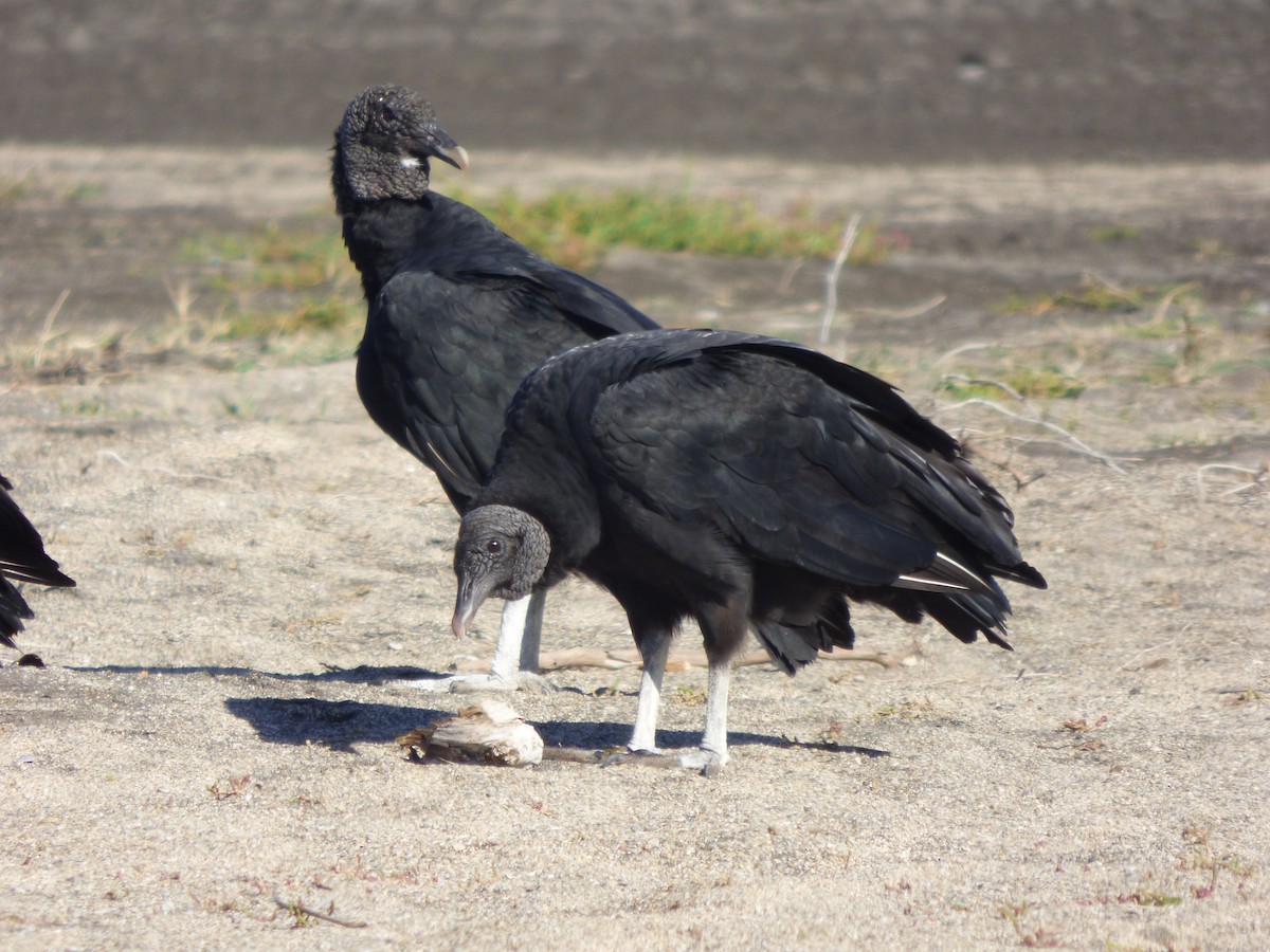 Black Vulture - ML555315011