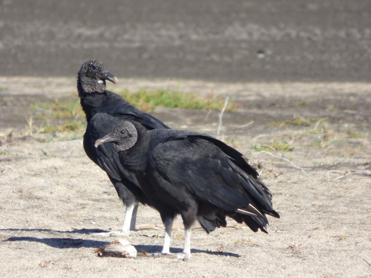 Black Vulture - ML555315021