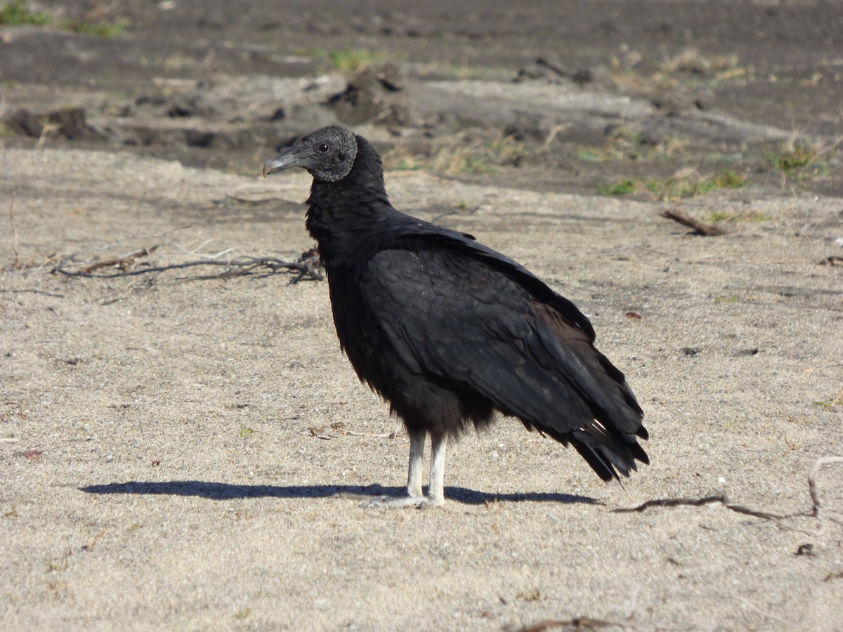 Black Vulture - ML555315091