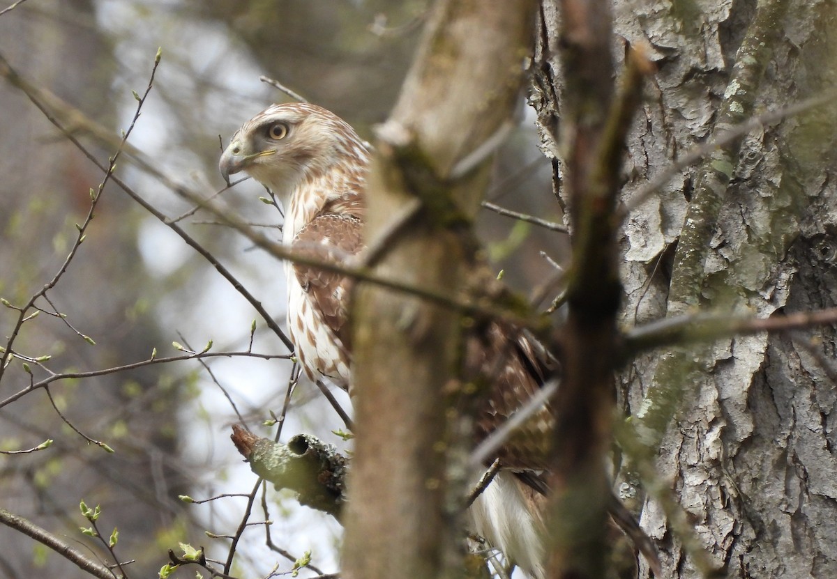Red-tailed Hawk - ML555315721