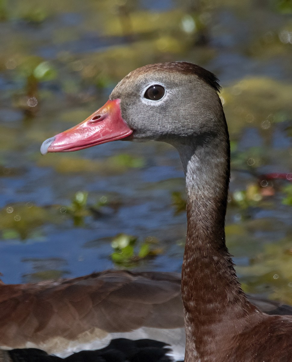 Black-bellied Whistling-Duck - ML555316761