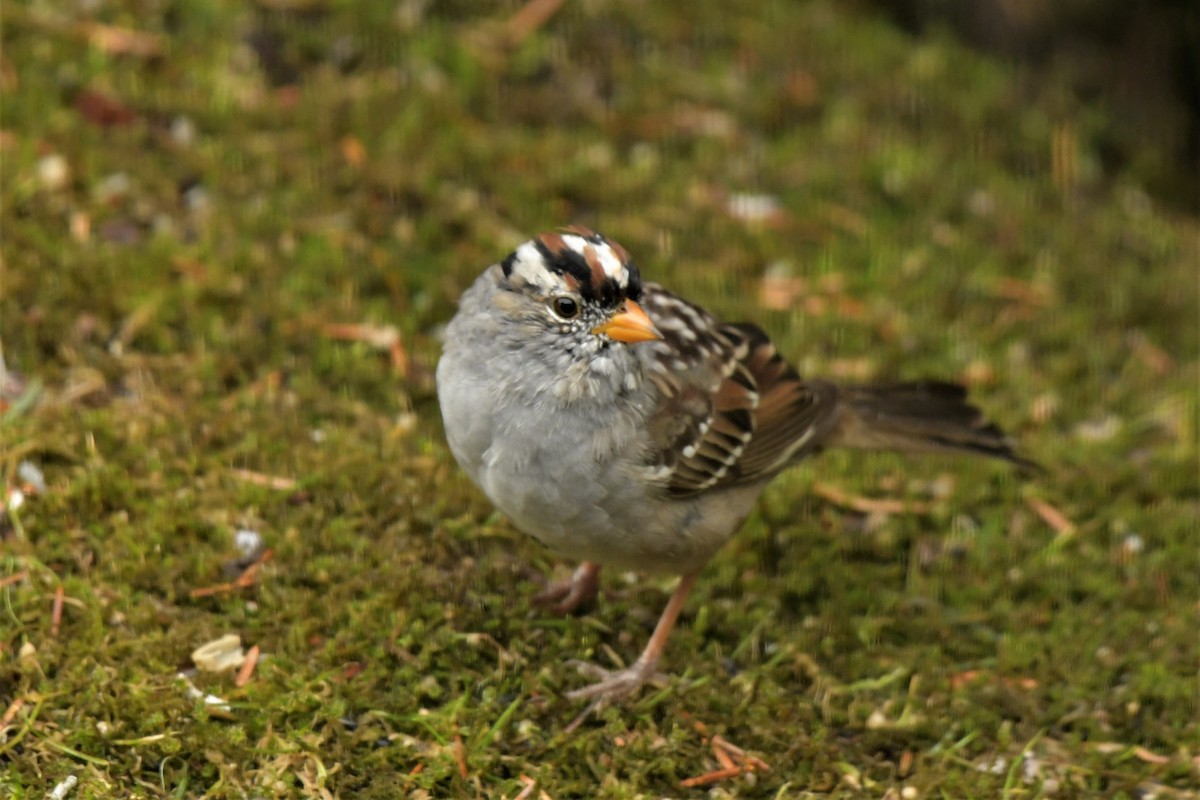 White-crowned Sparrow - Kelly Kirkpatrick