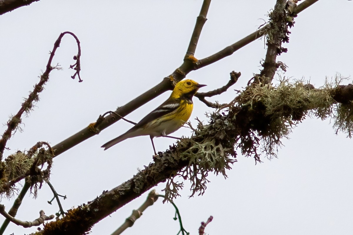 ML555319101 - Townsend's x Hermit Warbler (hybrid) - Macaulay Library