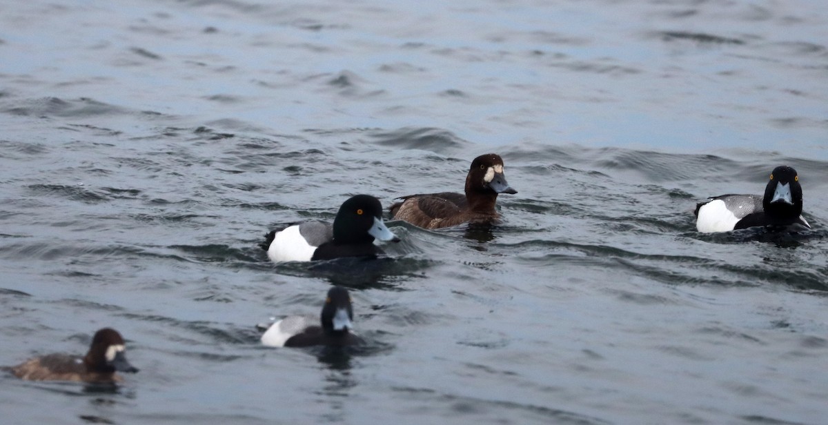 Greater Scaup - ML555319751