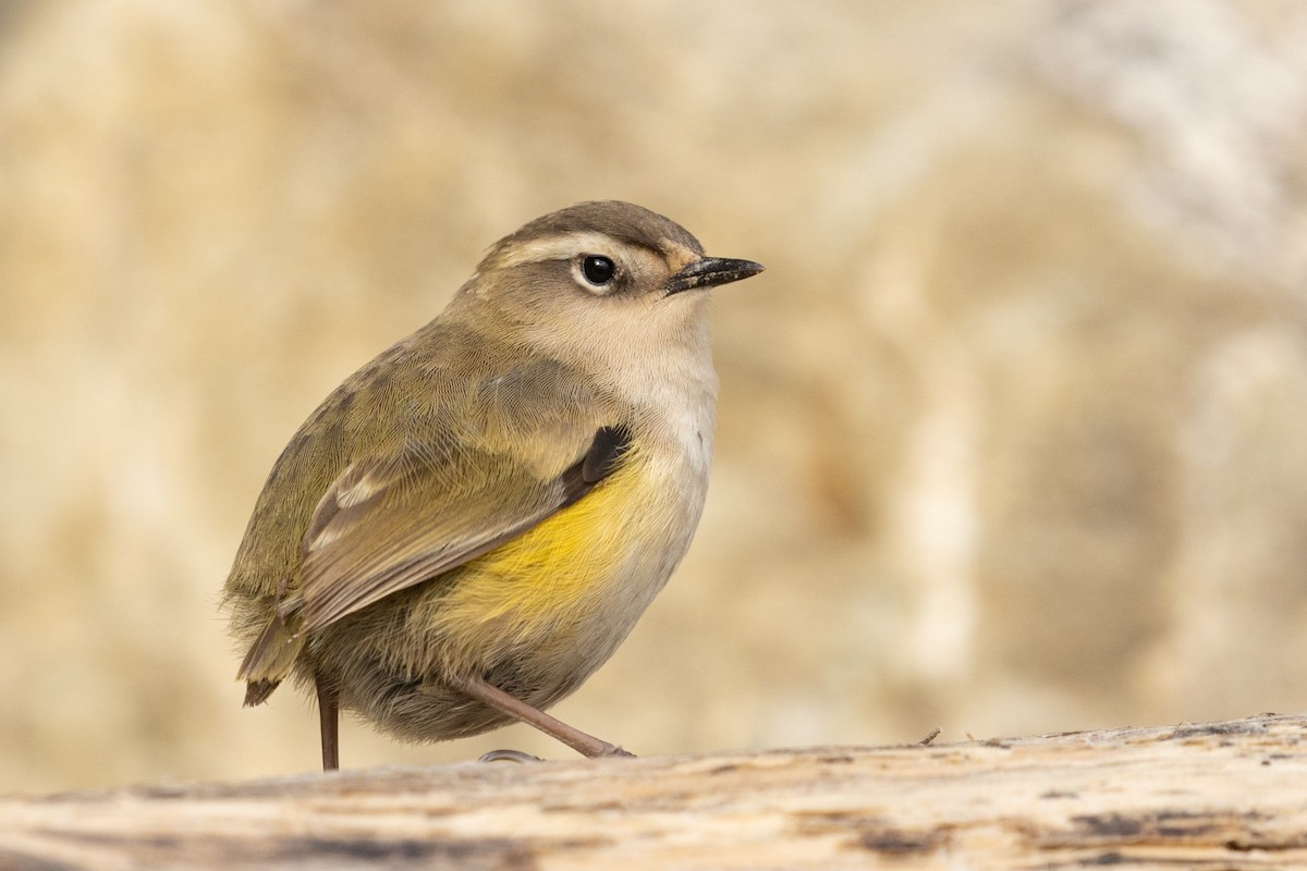 South Island Wren - ML555323861