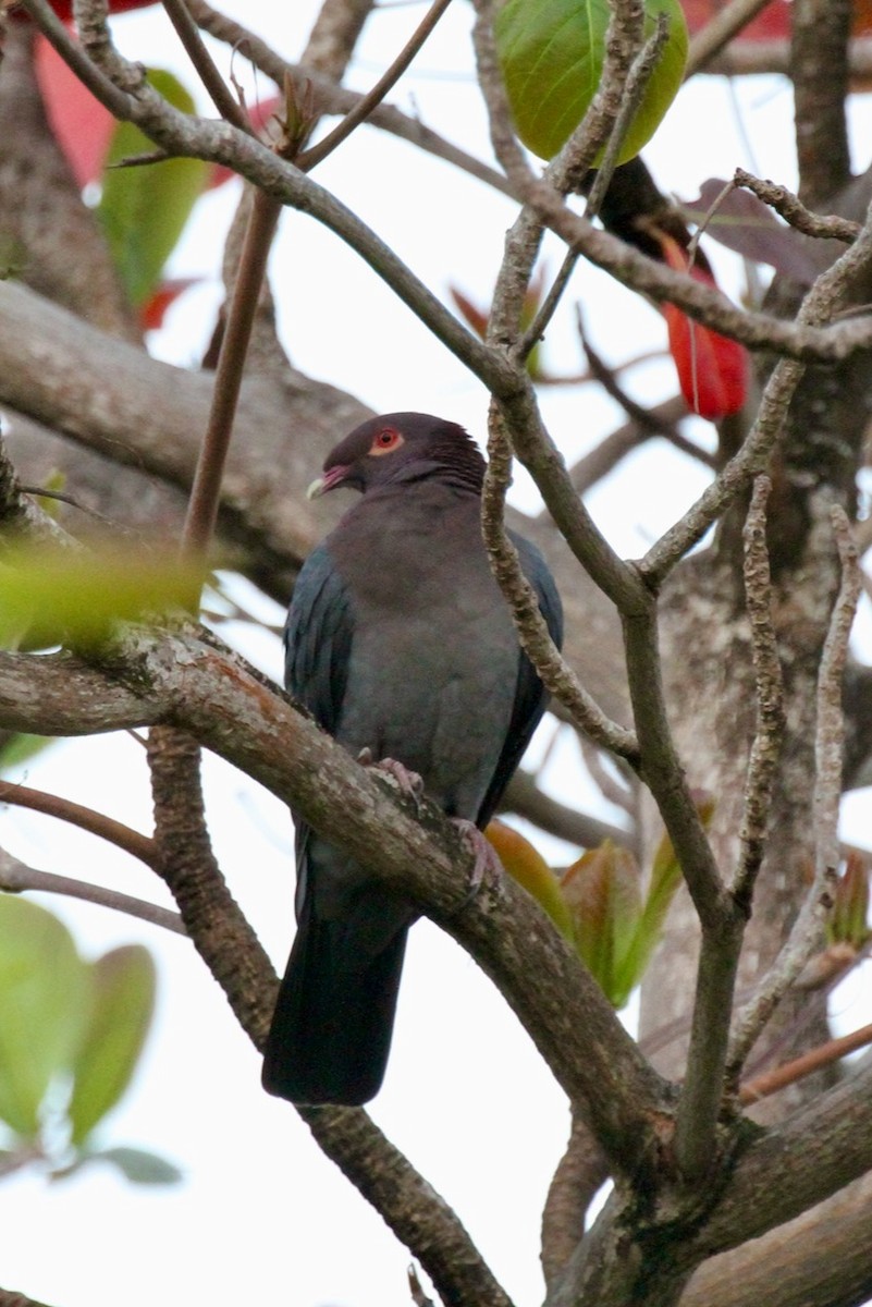 Scaly-naped Pigeon - ML555324461