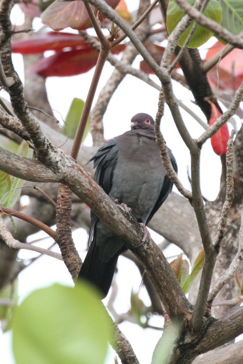 Scaly-naped Pigeon - ML555324471