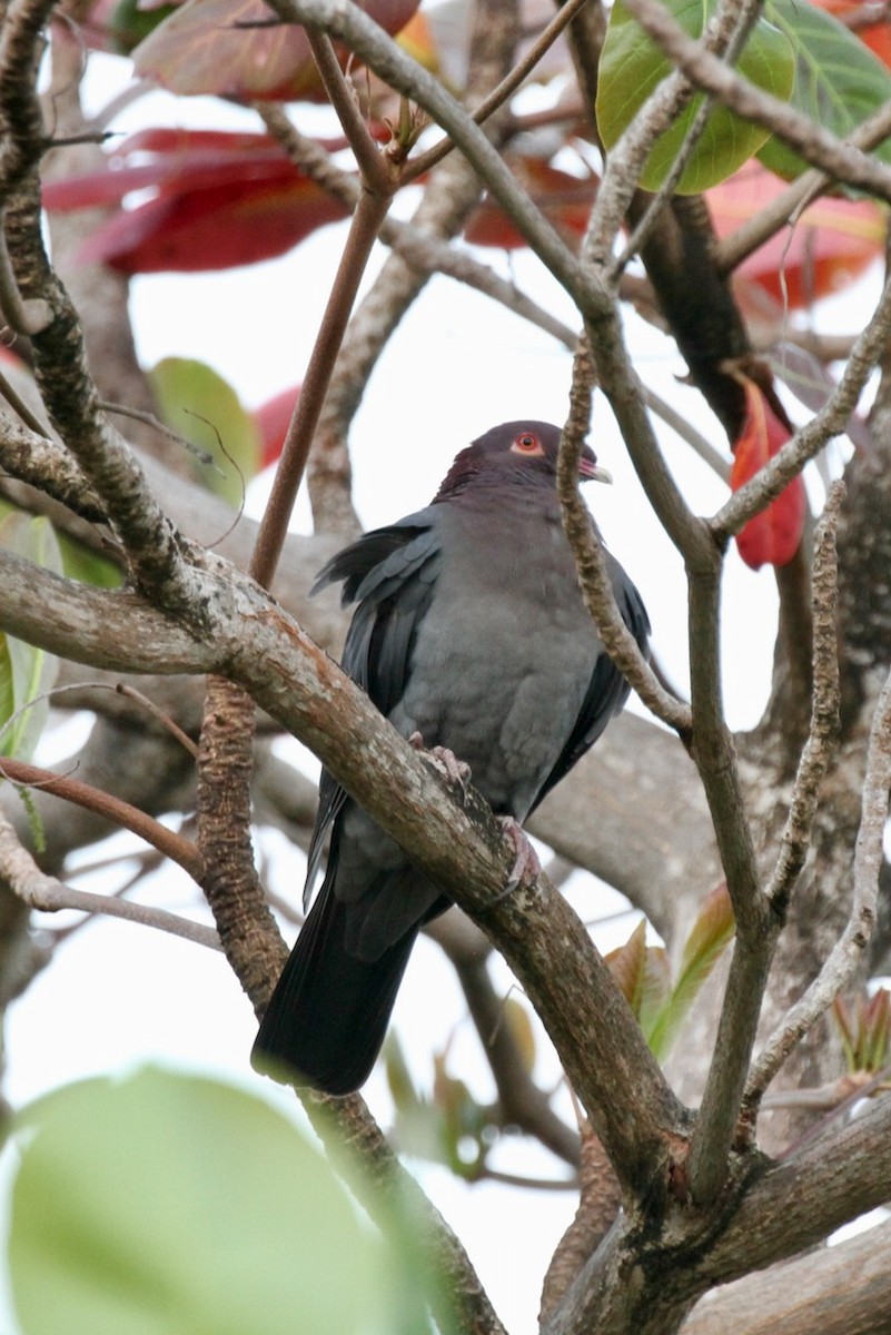 Scaly-naped Pigeon - ML555324481