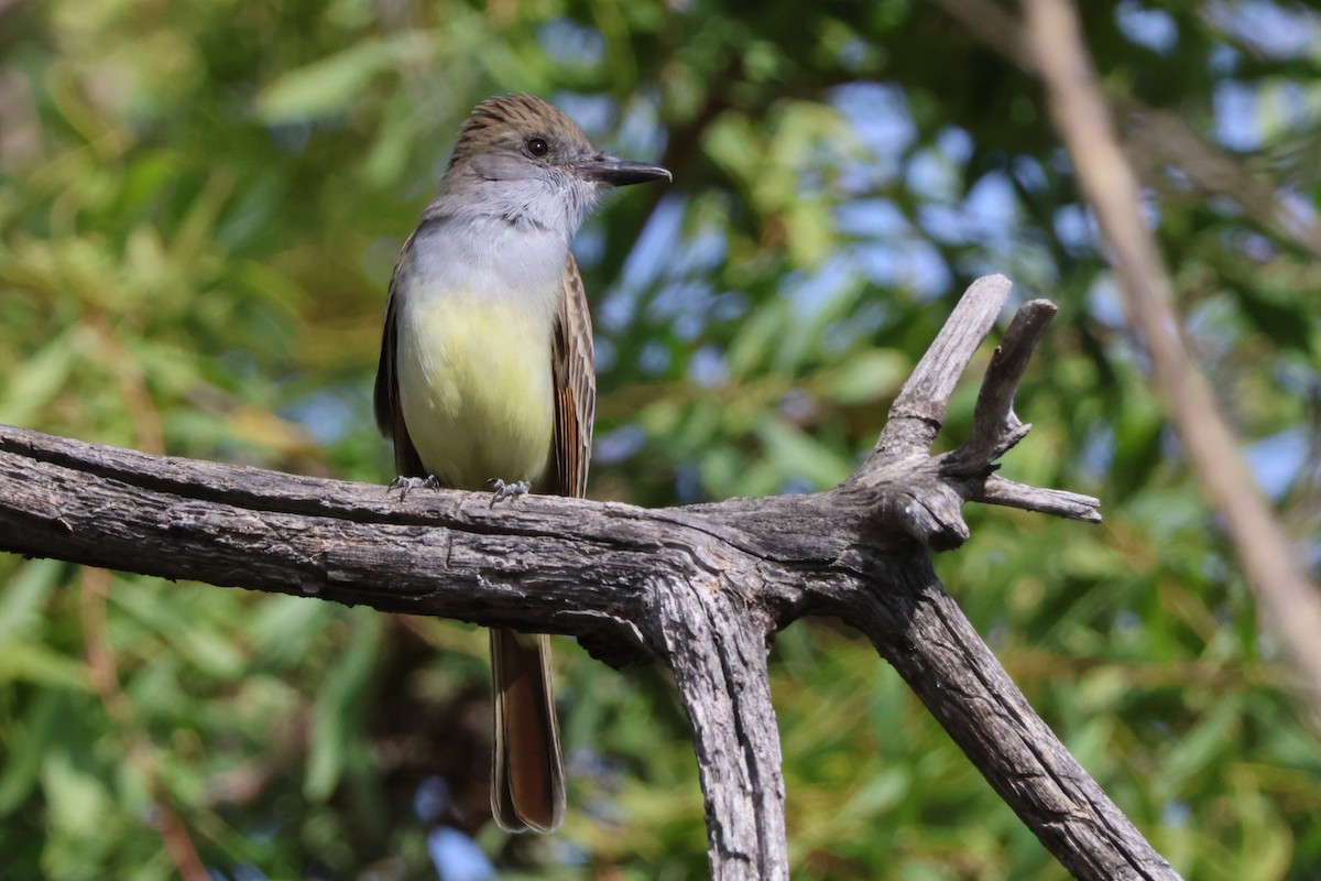 Brown-crested Flycatcher - Stephen Chan