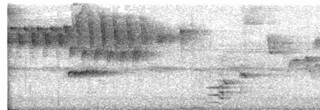 Lattice-tailed Trogon - ML555335091