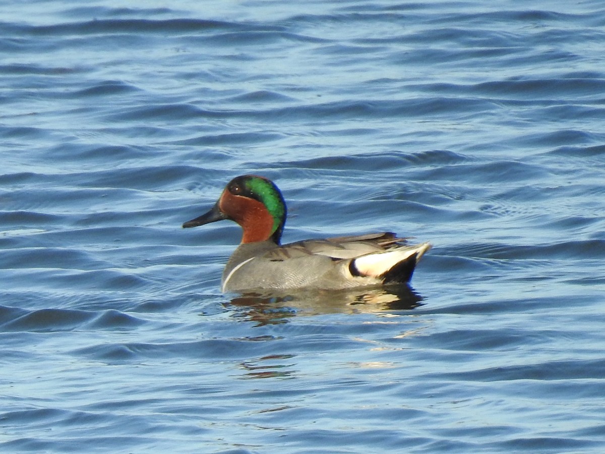 Green-winged Teal - ML555335251