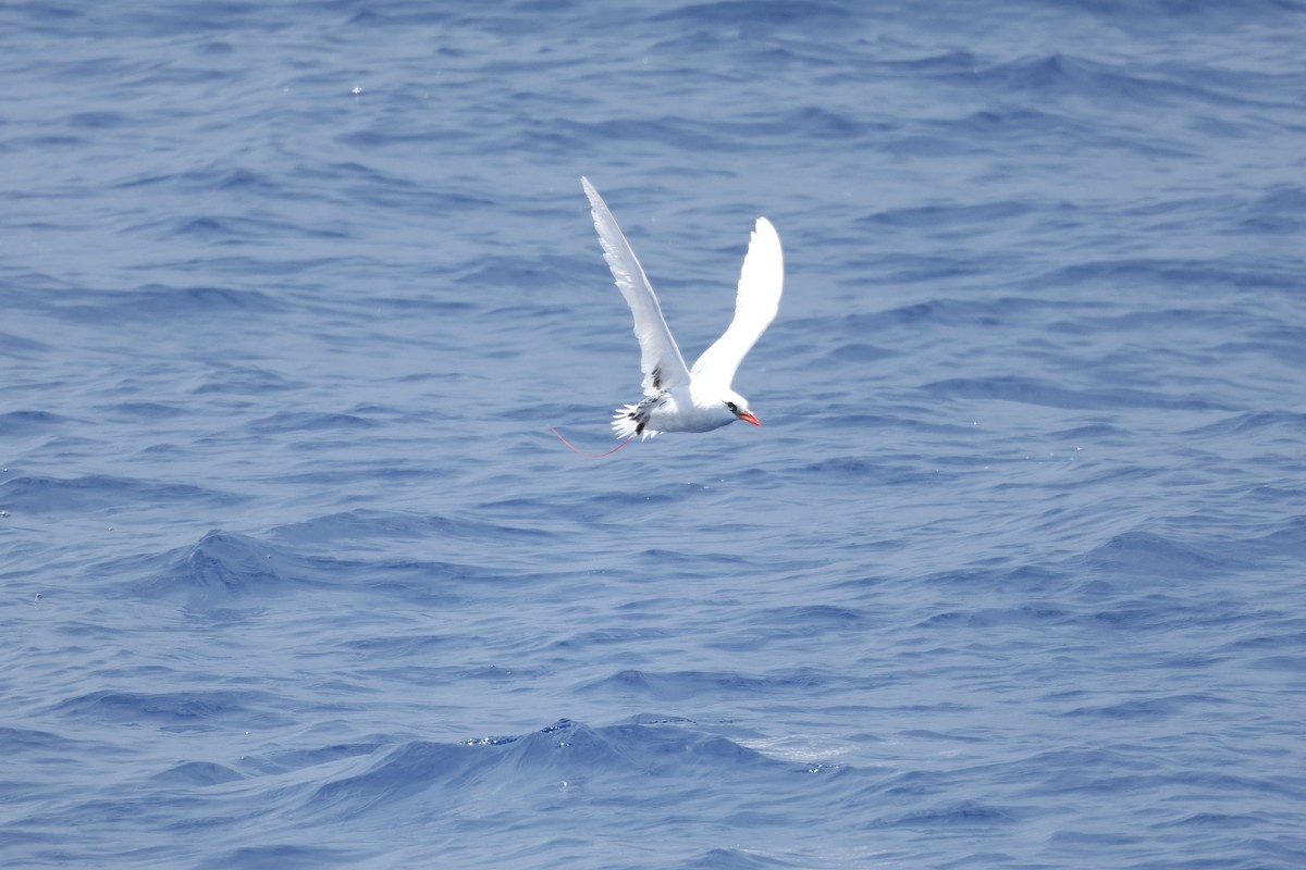 Red-tailed Tropicbird - ML555335401