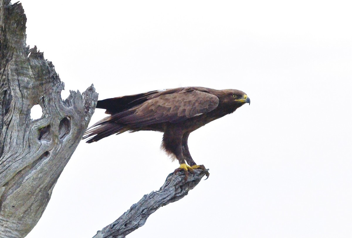 Lesser Spotted Eagle - ML555335801