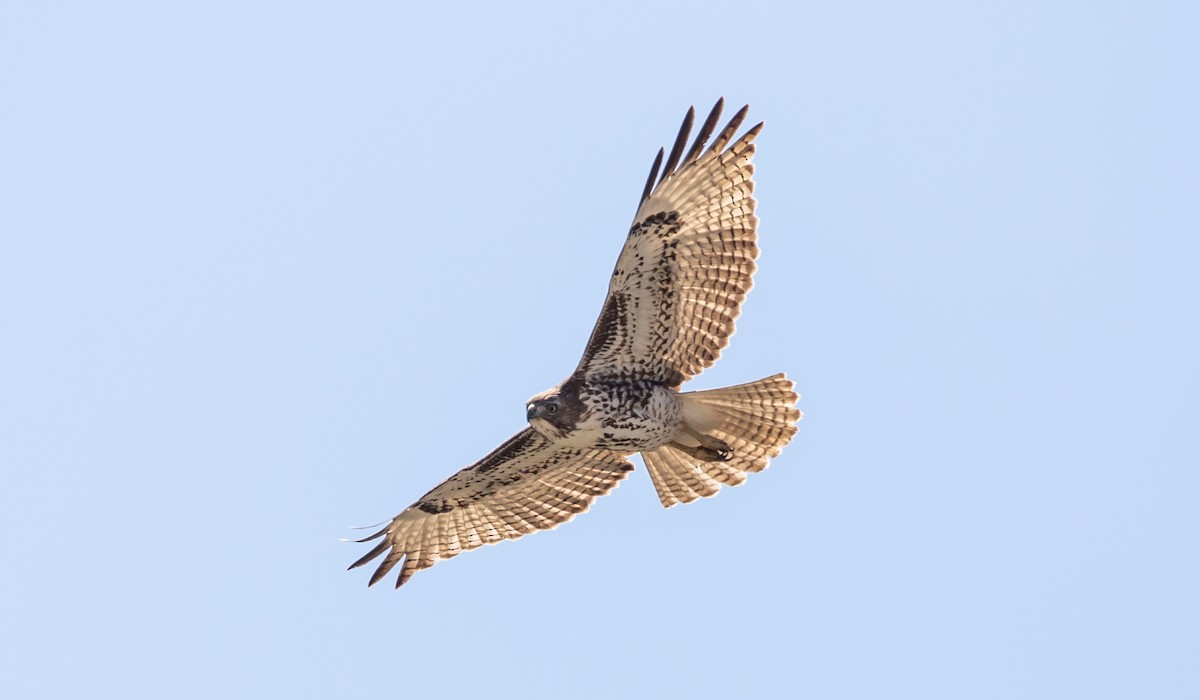 Red-tailed Hawk - Timothy Aarons
