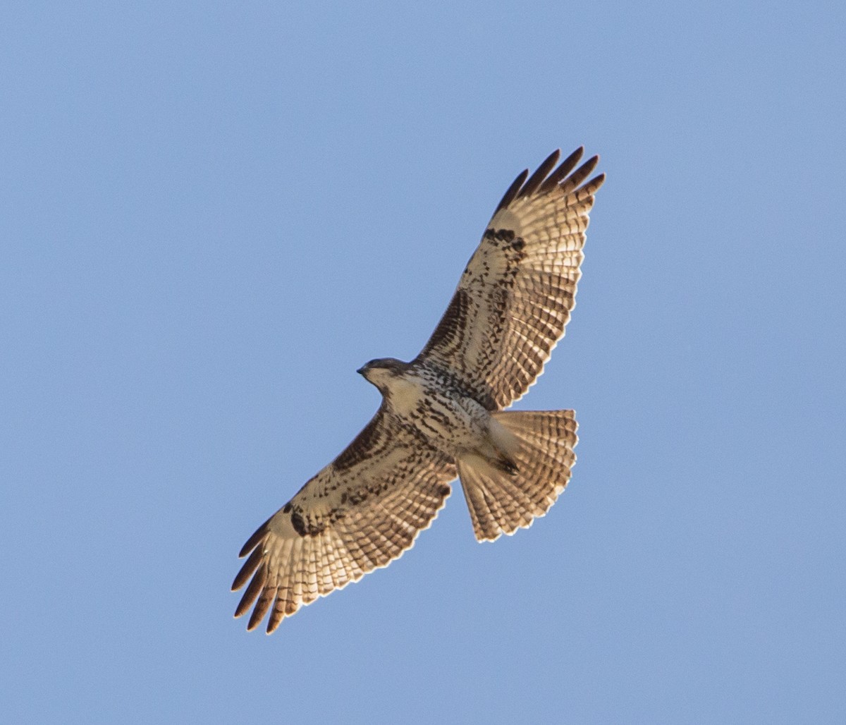 Red-tailed Hawk - ML555338361