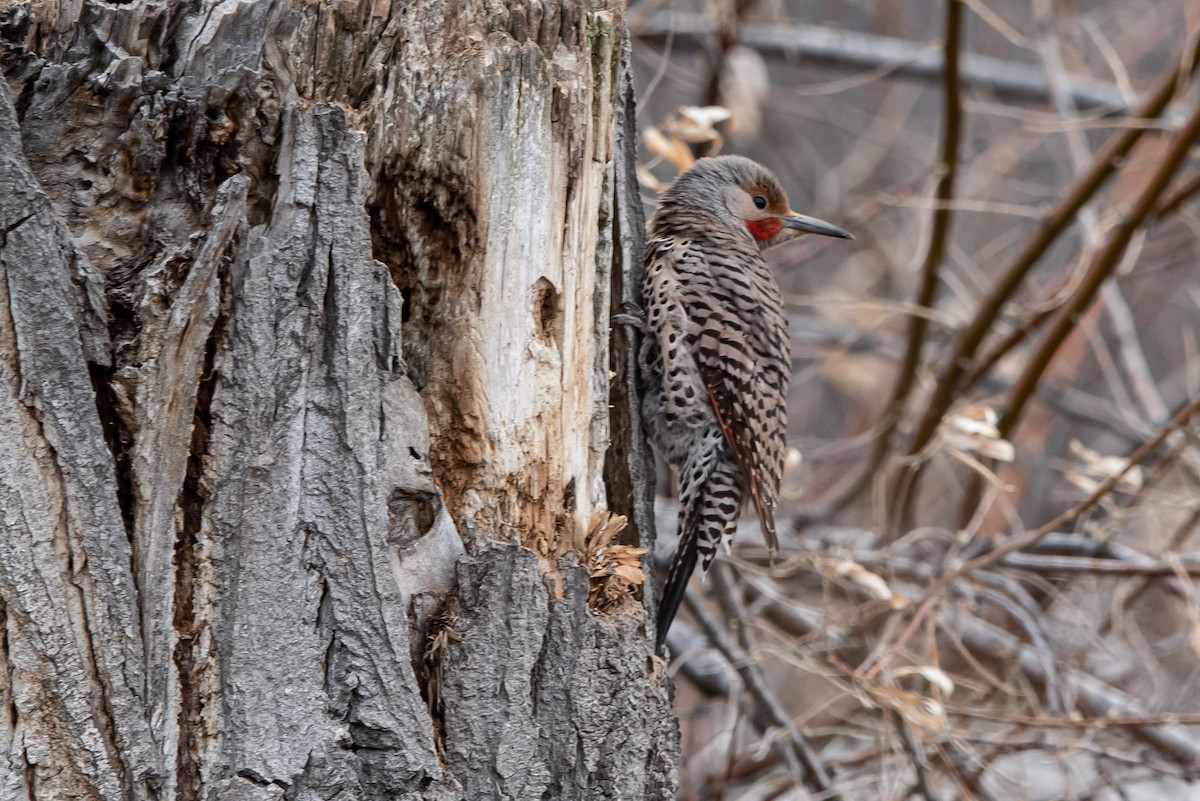 Northern Flicker (Red-shafted) - ML555338961
